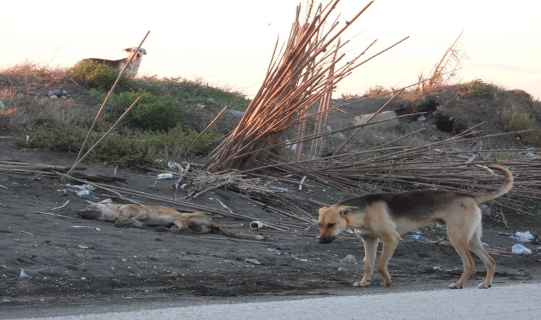 Köpeği bilerek ezdi iddiası