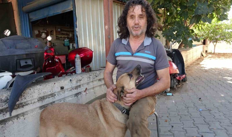 Köpeği de insanlığı da uyutmadı, yanından ayırmayıp gözü gibi bakıyor