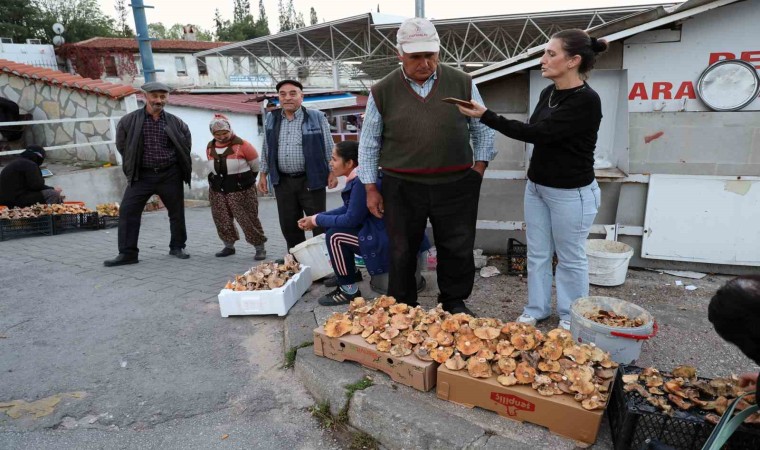 Kuraklığa rağmen Çıntar bolluğu