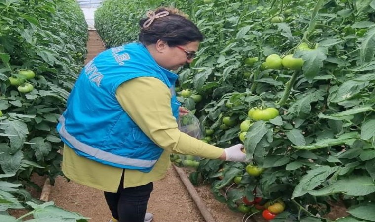 Kütahyada örtüaltı üretim alanlarından domates numuneleri alındı