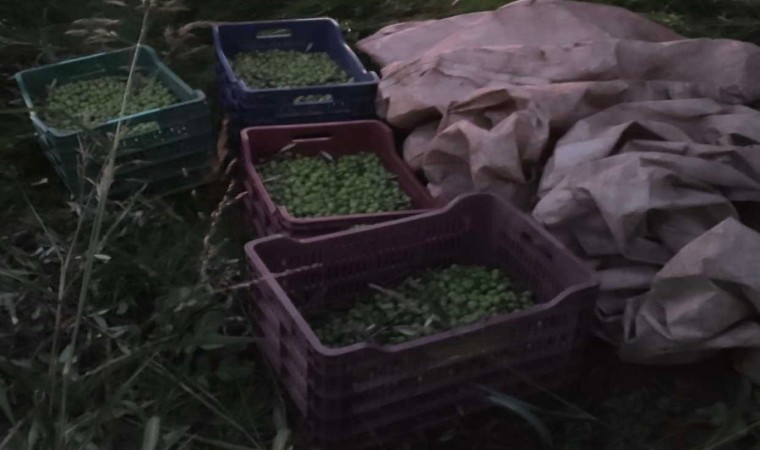 Kuyucakta zeytin hırsızı suçüstü yakalandı