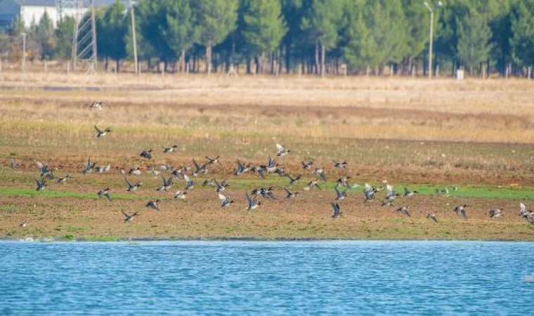 Kuzey Avrupa’dan Diyarbakır’a kuş göçü; ilkbahara kadar kalacaklar