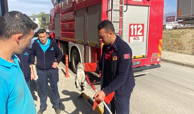 Mahsur kalan kediyi itfaiye kurtardı