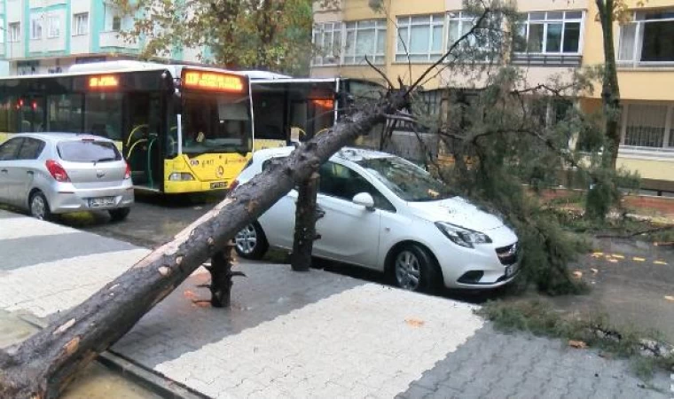 Maltepe’de ağaç otomobilin üzerine devrildi 