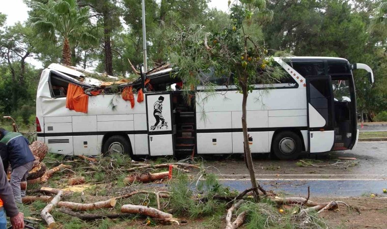 Manavgatta hortum asırlık çam ağaçlarını yerle bir etti