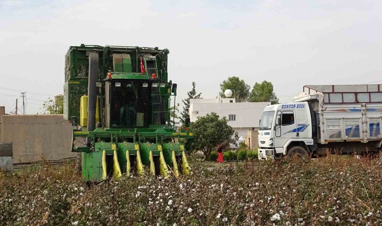 Mardinde 50 bin dönümde ekilen beyaz altının hasadına başlandı