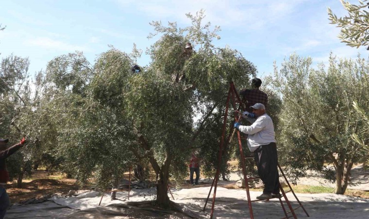 Mersinde tüccarların zeytin alım fiyatını düşürmesine tepki: Bazı üreticiler hasadı erteledi