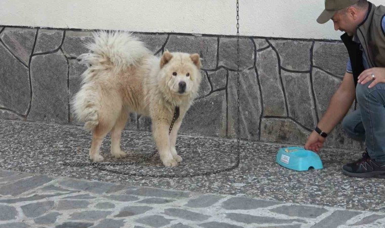 Mike, minnet borcunu kurtarıcılarının bekçi köpekliğini yaparak ödüyor