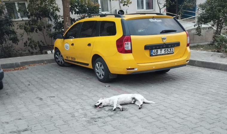 Milasta köpeğin zehirlendiği iddiası