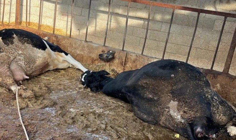 Niğdede elektrik akımına kapılan 6 inek telef oldu