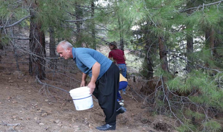 Ormanda çıkan Kanlıca Mantarı için köylüler seferber oluyor