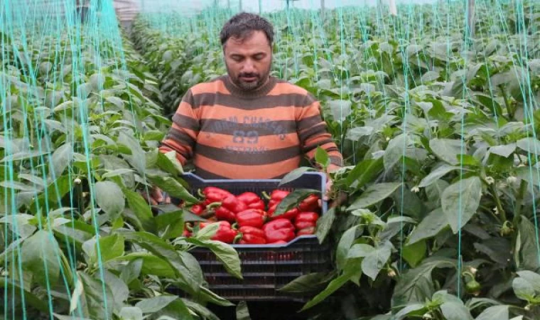 Örtüaltı hasat başladı, fiyatlardaki düşüş yüzde 50’yi buldu