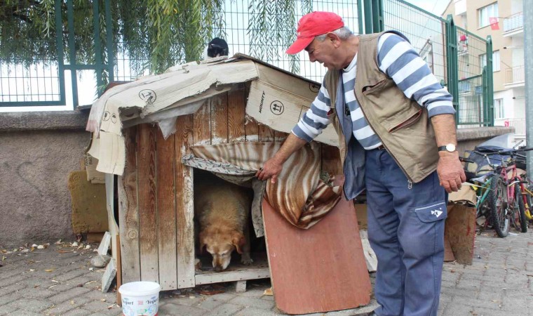 (ÖZEL) 22 senedir beslediği kedilerin ve köpeği Tombikin mamasını eksik etmiyor