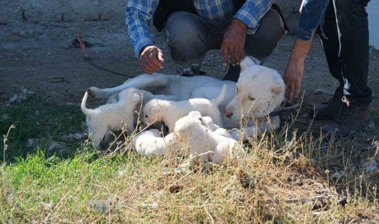 (ÖZEL) Annesiz kalan yavruları başka bir Akbaş cinsi köpek sahiplendi