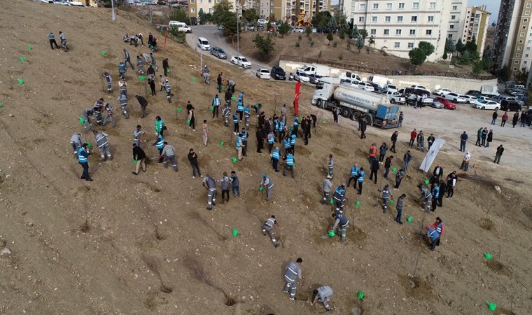 Pamukkalede 3202 ağaç daha toprakla buluştu