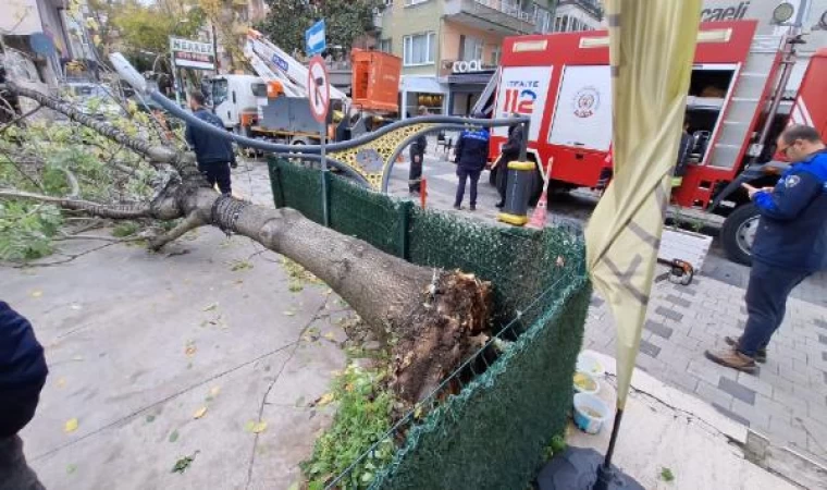 Rüzgarın devirdiği ağaç, aydınlatma direğini kırdı