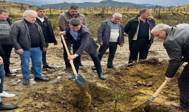 Salihlide Başbuğ Türkeş anısına 106 zeytin fidanı dikildi