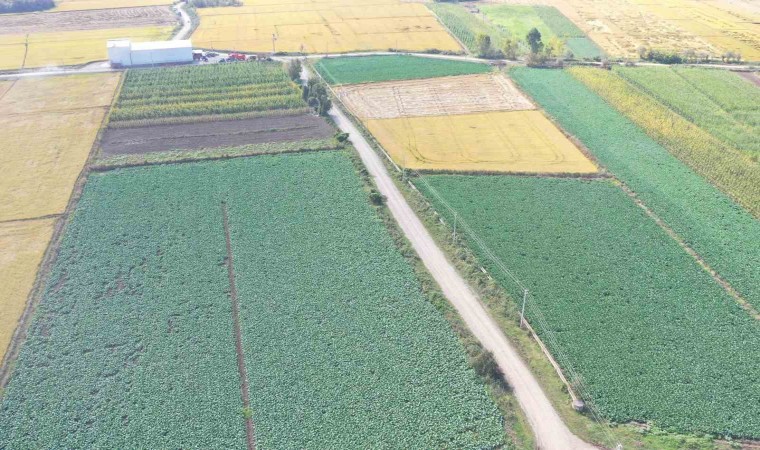 Samsun tarım ürünlerinde Türkiyede ilk sıralarda