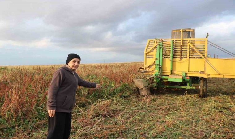 Sandıklıda bu yıl 100 bin ton üzerinde şeker pancarı rekoltesi bekleniyor