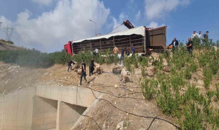 Şanlıurfada koyun yüklü tır devrildi: 80 koyun telef oldu