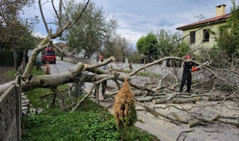 Sapanca’da şiddetli rüzgar ağaç devirdi