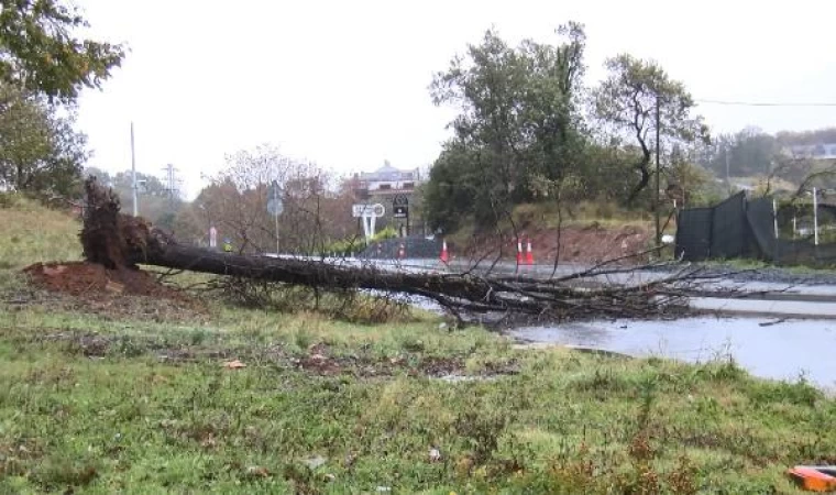 Sarıyer’de ağaçlar yola devrildi