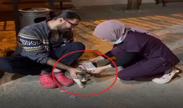 Sekerek acil servisin önüne gelen kedi, sağlıkçılar tarafından tedavi edildi