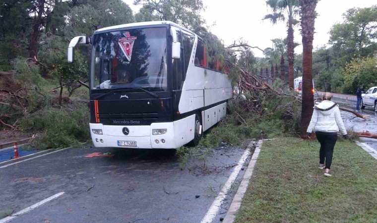 Servis otobüsünün üzerine çam ağacı devrildi: 7 yaralı