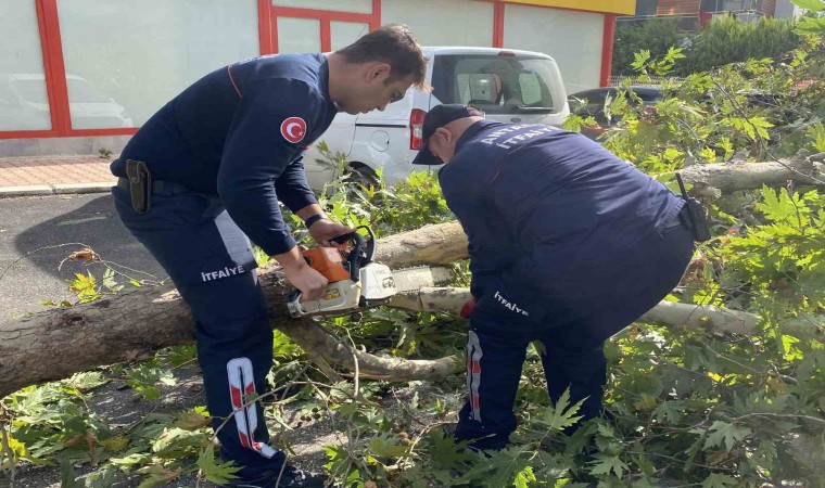 Şiddetli rüzgara dayanamayan çınar ağacı yola devrildi