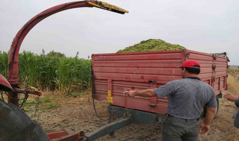 Silajda hasat zamanı: 4 bin 500 dekar alanda Silajlık Sorgum Projesi