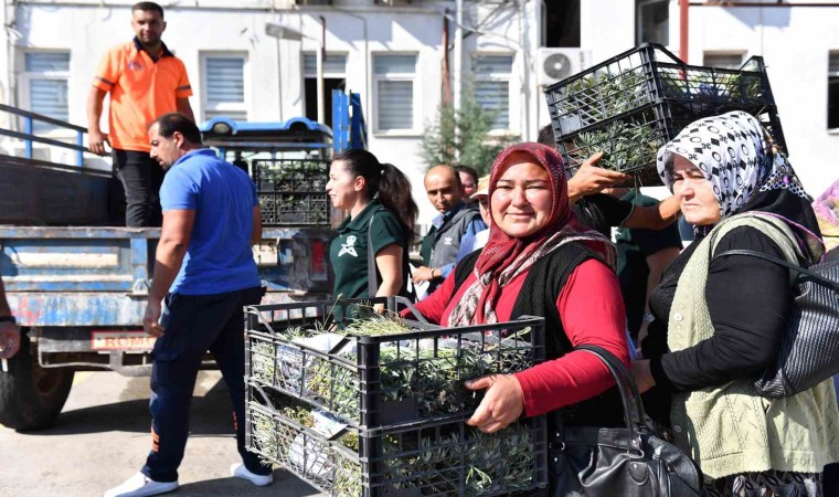 Silifkeli üreticilere lavanta fidesi dağıtıldı