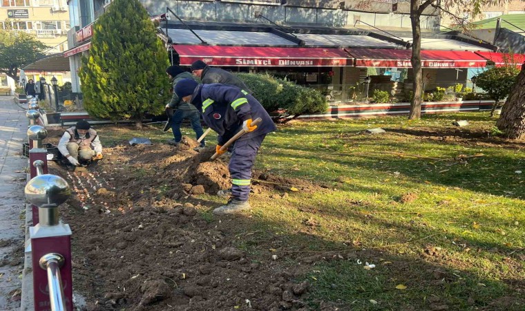 Sincanda lale soğanı toprakla buluştu