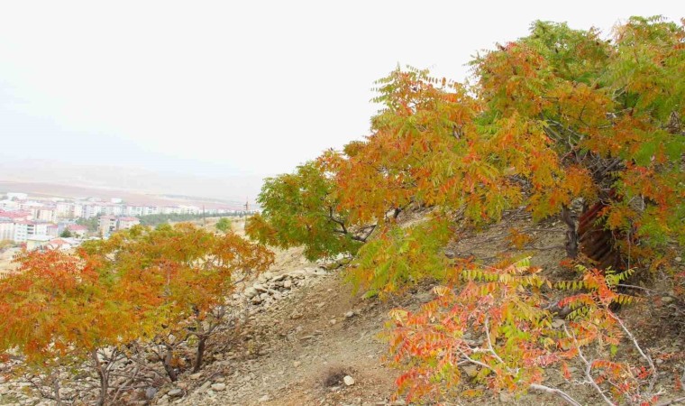 Sofraların vazgeçilmesi sumak ekşisi Kahramanmaraşta yapılmaya başlandı