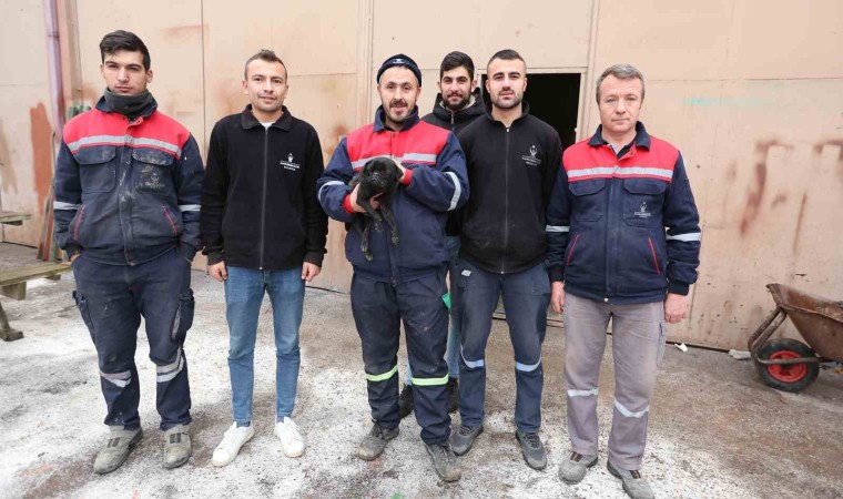 Sokak köpeklerinin yaraladığı köpek belediyenin maskotu oldu