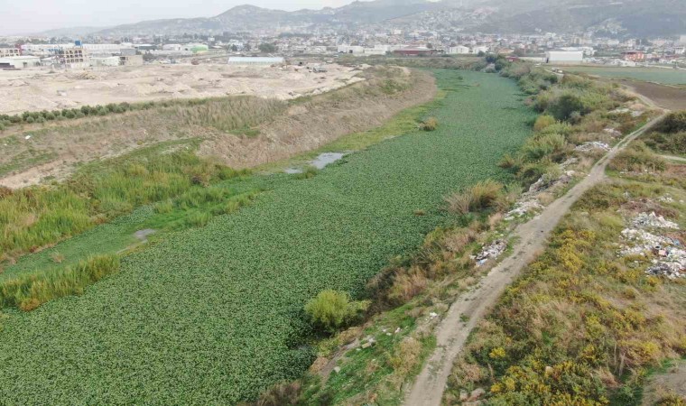 Su sümbülleri Asi Nehrini kaplamaya devam ediyor, su adeta görünmez hale geldi