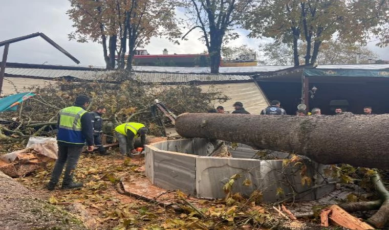 Tarihi handaki 250 yıllık çınar ağacı, lodos nedeniyle devrildi (3)