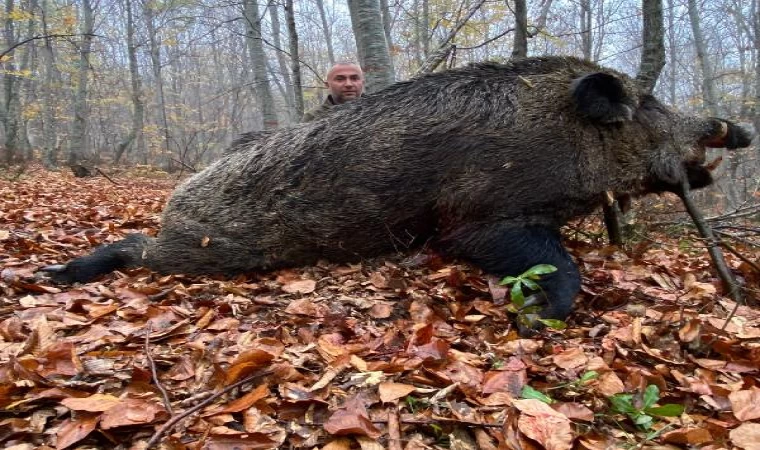 Tokat’ta avcılar 459 kilo ağırlığında domuz avladı