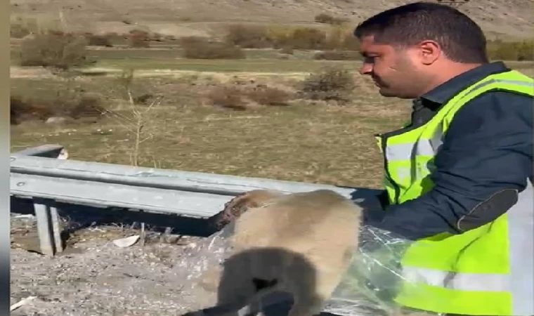 Trafik polislerinin yolda yaralı bulduğu köpek, tedaviye alındı