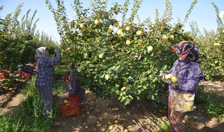 Türkiye ayva üretiminin yüzde 4ü Denizlide gerçekleşiyor