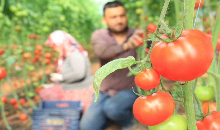 Türkiyenin üretim merkezi Mersinde örtü altı domateste hasat başladı