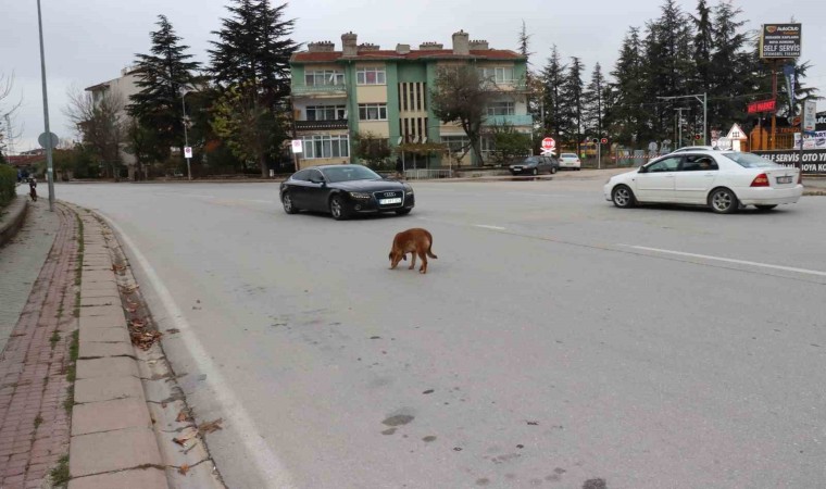 Yol ortasında bekleyen köpek sürücülere zor anlar yaşattı