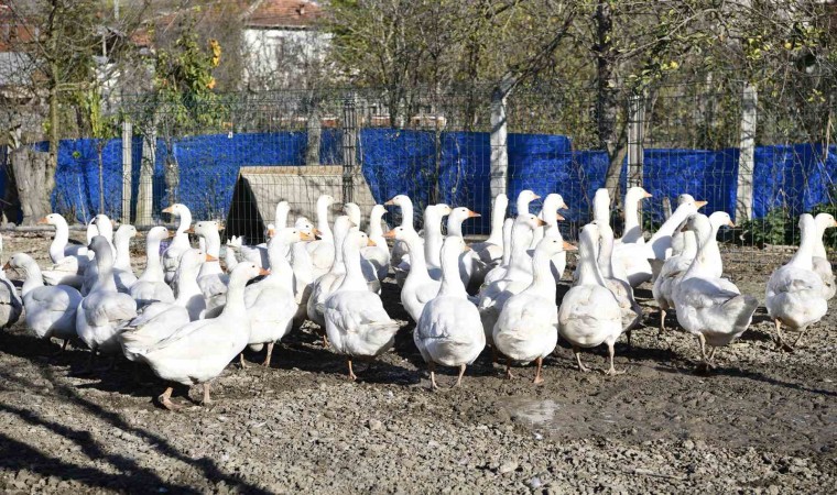 Yöresel tat ‘tirit için kaz yetiştiriyorlar