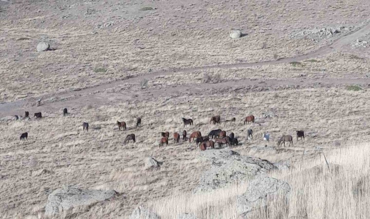 Yüzlerce yılkı atı doğaseverler tarafından görüntülendi