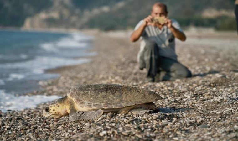 153 bin yavru caretta caretta denizle buluştu