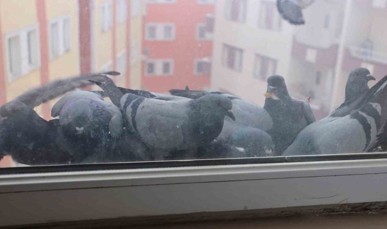 Ağrıda soğuk hava sokak hayvanlarına zor anlar yaşatıyor