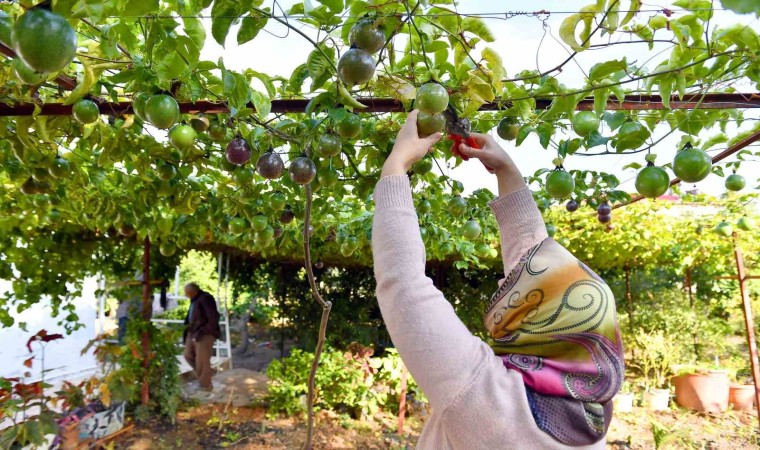 Anamurda passiflora hasadı başladı