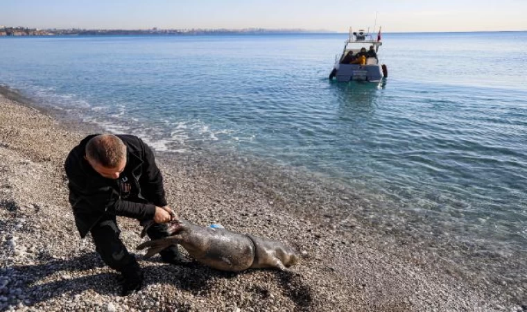 Antalya’nın Konyaaltı sahili açıklarında ölü yavru Akdeniz foku bulundu