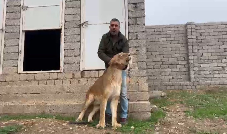 Aslan terbiyecisi yürüyemeyen aslanı 20 günde eski sağlığına kavuşturdu