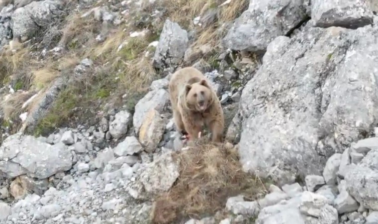 Avladığı hayvanın leşini gömen boz ayı dron ile görüntülendi