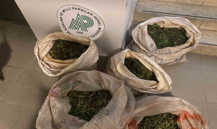 Aydında 130 kilogram salep soğanı ele geçirildi